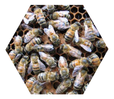 Bees