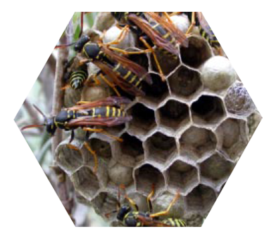 Wasps