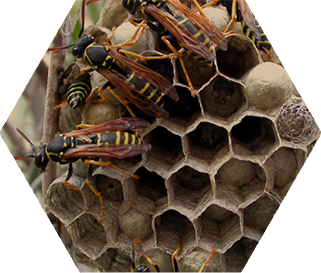 Wasps